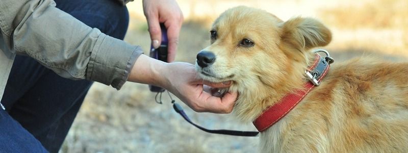 Подарите любовь: какие животные ищут дом в Киеве