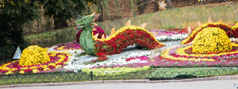Тысячи цветов и десятки композиций: в Киеве стартовала выставка хризантем "Цветочное созведие"