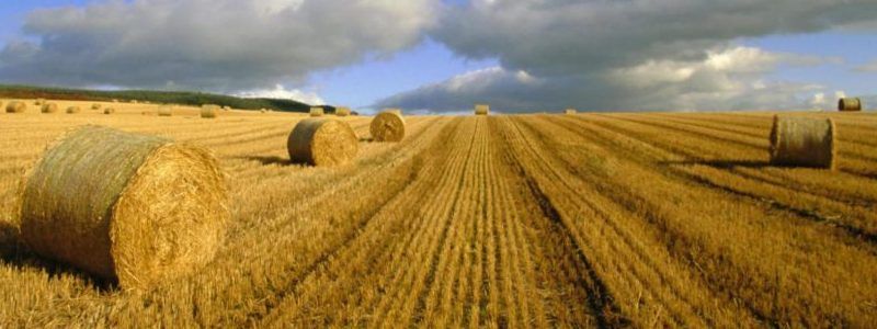 Земельна реформа: загрози та ризики законопроекту №2178