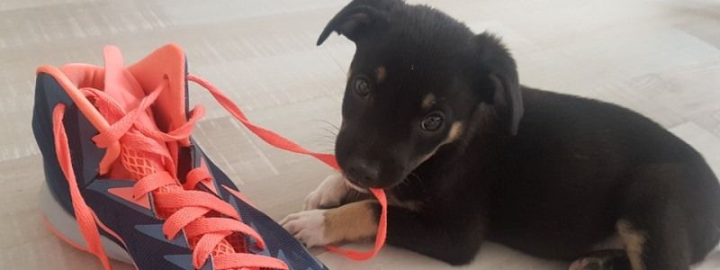 Подарите любовь: какие животные ищут дом в Киеве