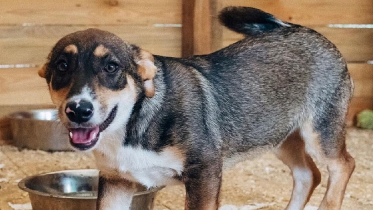 Подарите любовь: какие животные ищут дом в Киеве