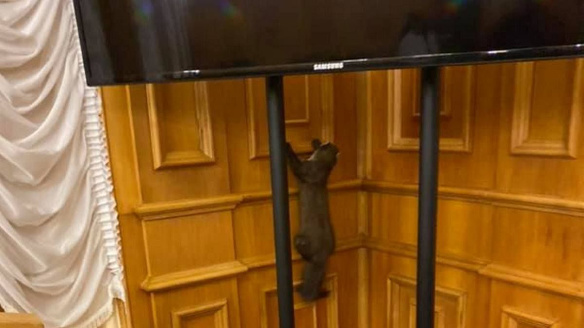 В Киеве дикая куница забежала в кулуары Верховной Рады: видео