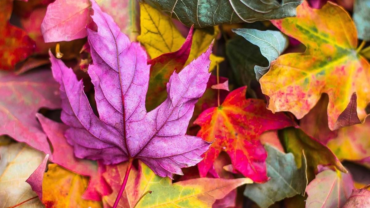 Осіння депресія: чому вона виникає та як з нею боротися