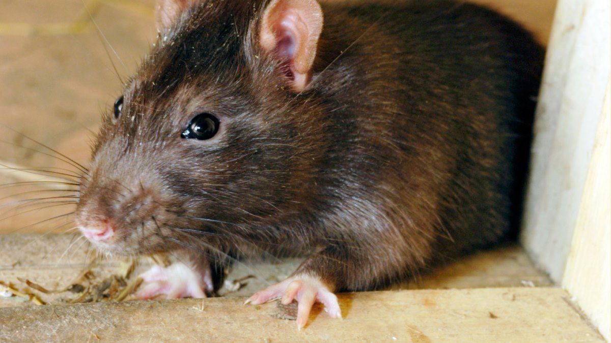 В Киеве в "Фуршете" заметили крысу: супермаркет закрыли