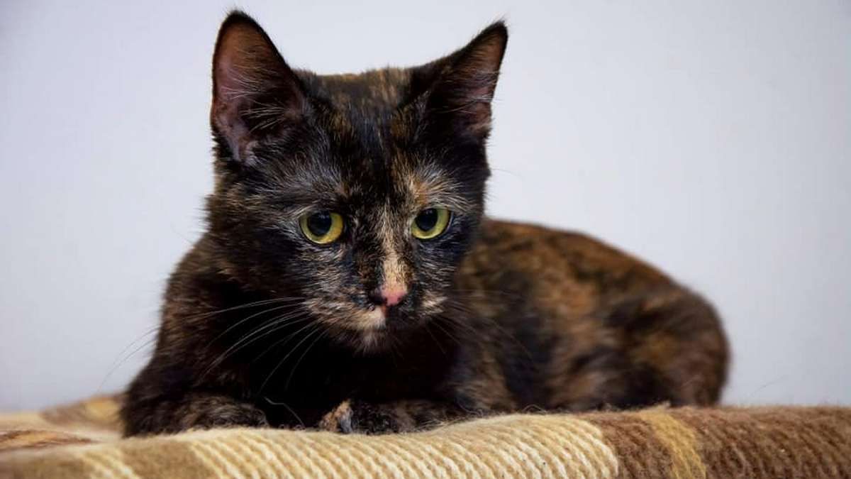 Подарите любовь: какие животные ищут дом в Киеве