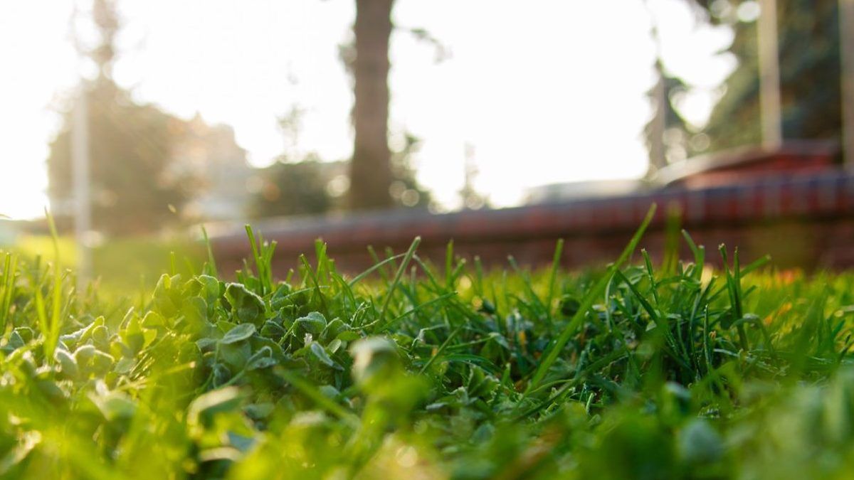 Київ може «втратити» до 20% зелених зон