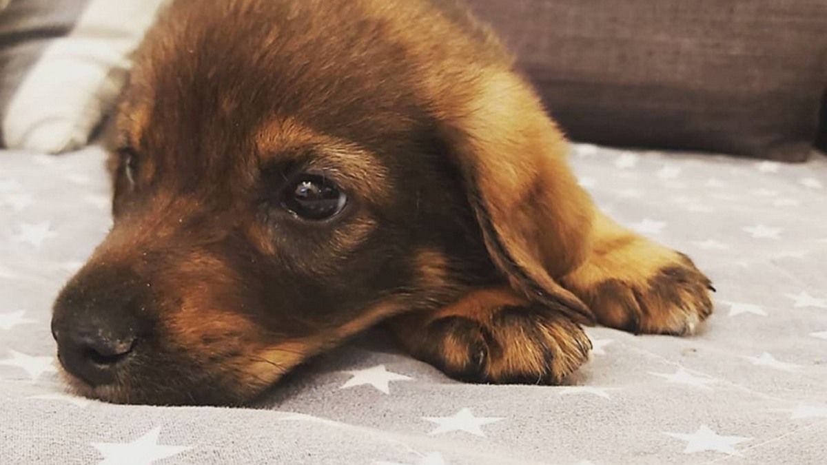 Подарите любовь: какие животные ищут дом в Киеве