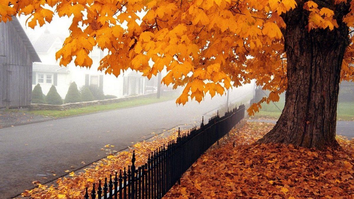 Погода на 11 ноября: в Киеве будет тепло, но дождливо