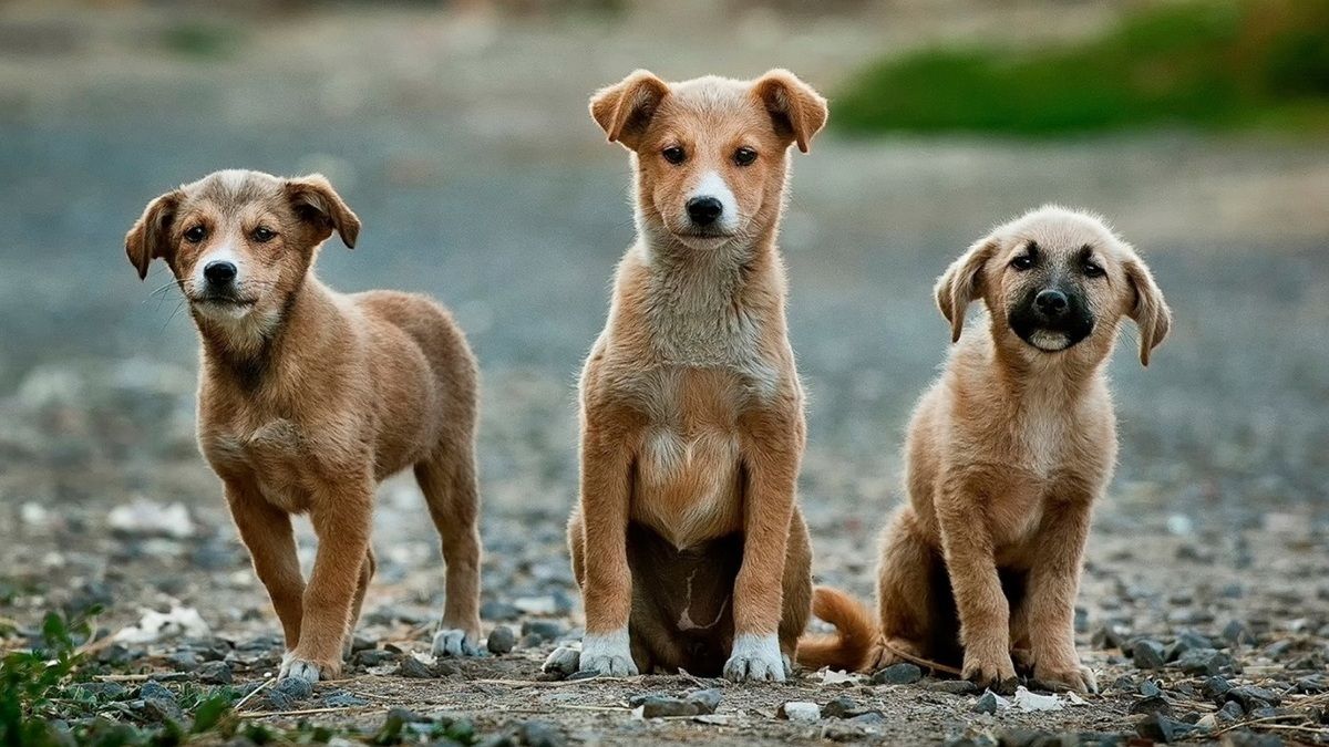 Як в Україні допомагають безпритульним тваринам