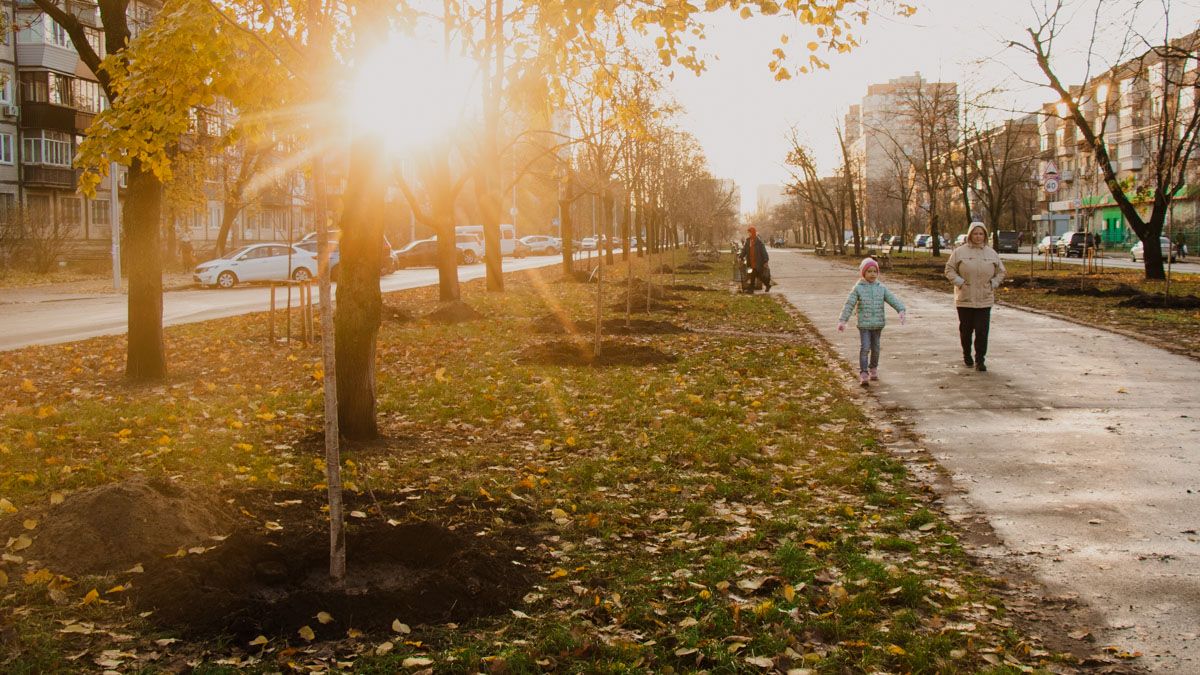 Почему в Киеве десятками высаживают сакуры