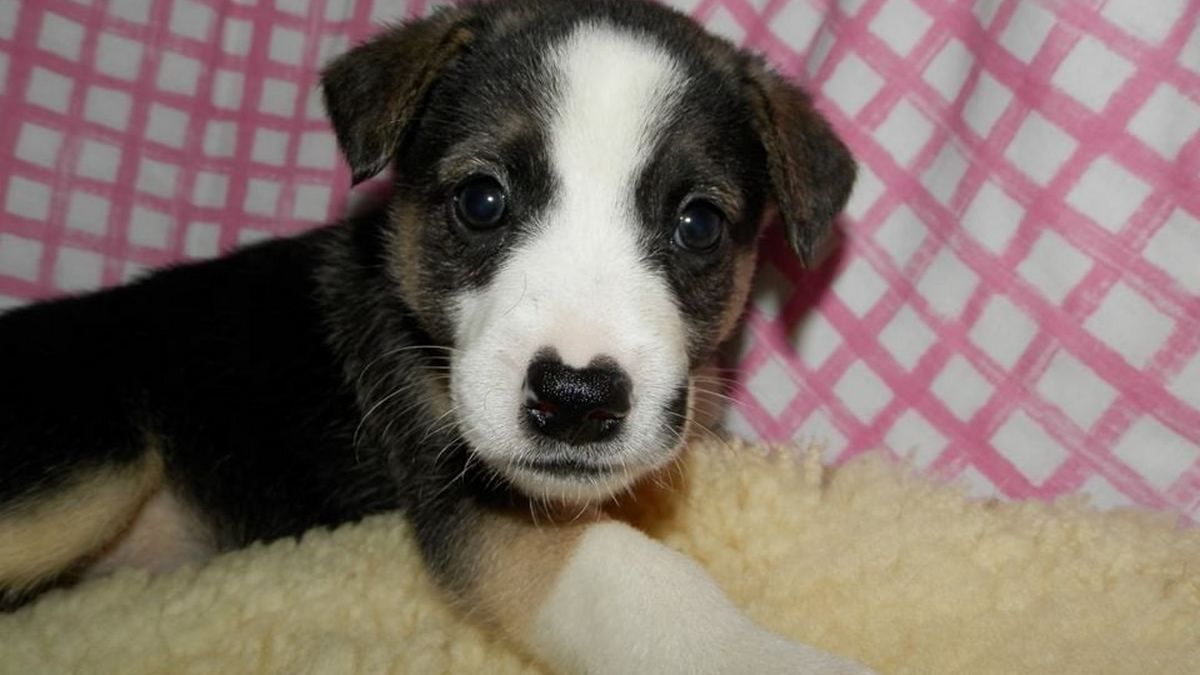 Подарите любовь: какие животные ищут дом в Киеве