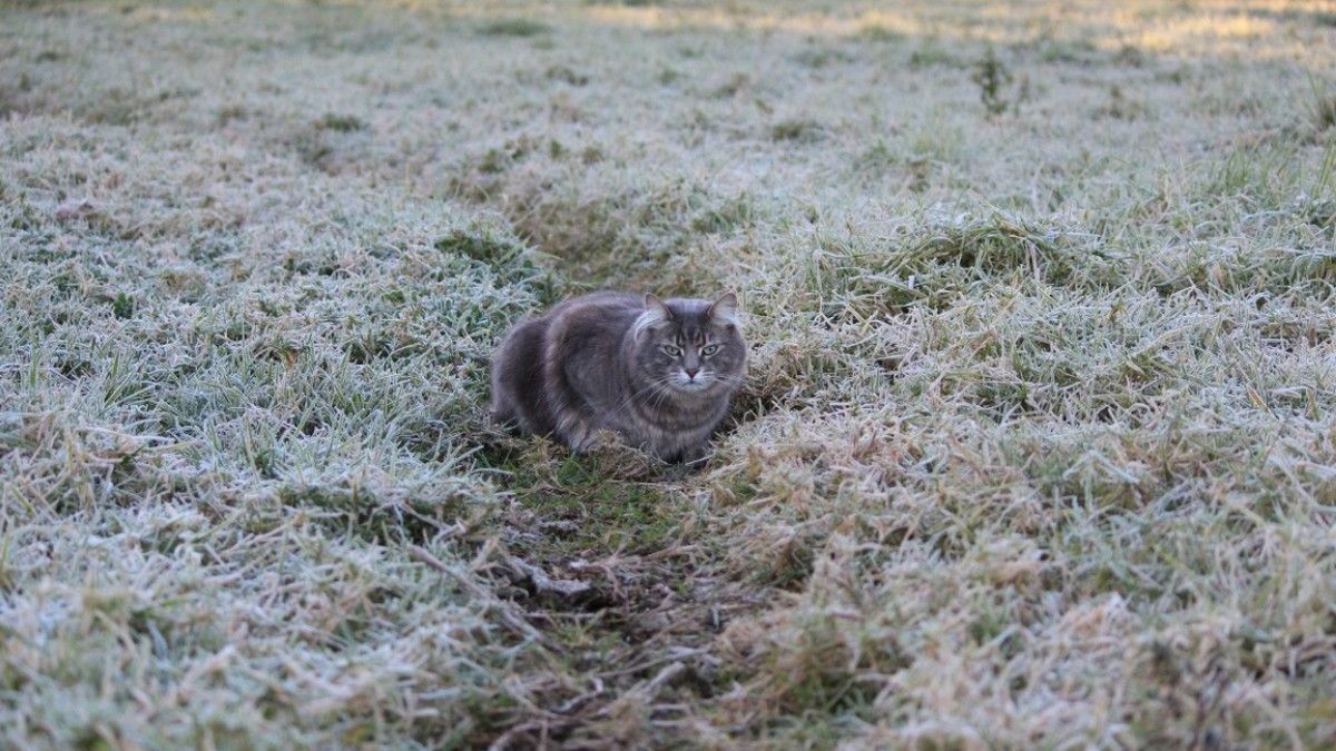 В Киев пришли заморозки и гололед