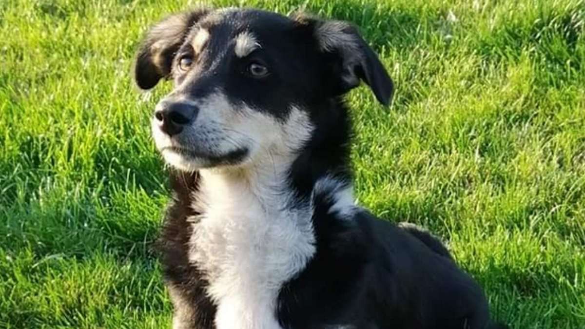 Подарите любовь: какие животные ищут дом в Киеве