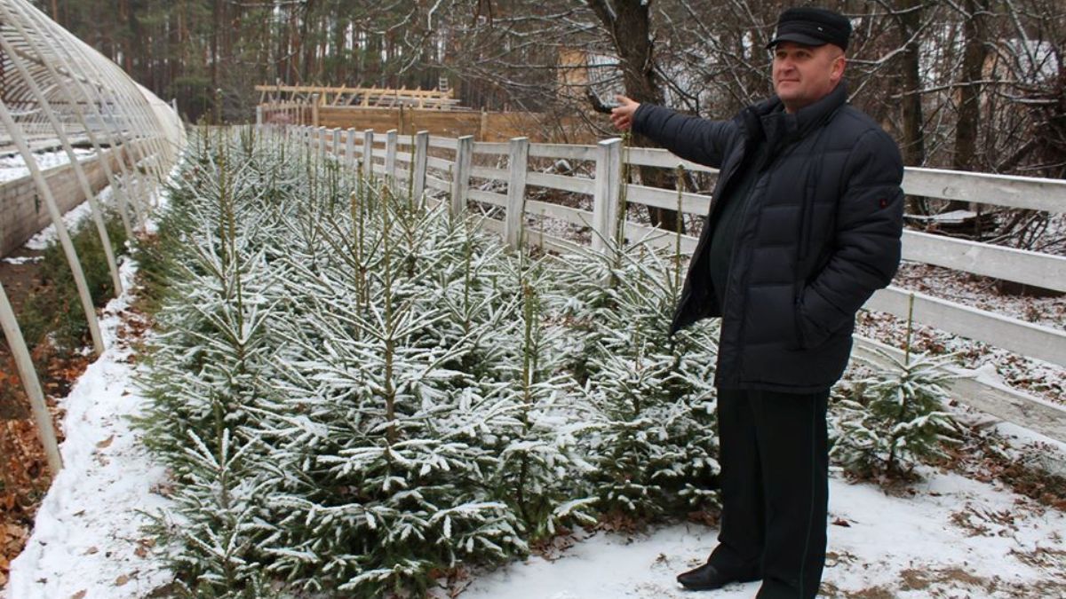 Сколько деревьев нужно, чтобы построить главную елку страны и откуда везут