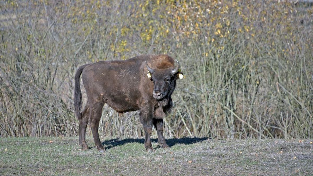 Зубра Муската из зоопарка в Киеве отправили во взрослую жизнь