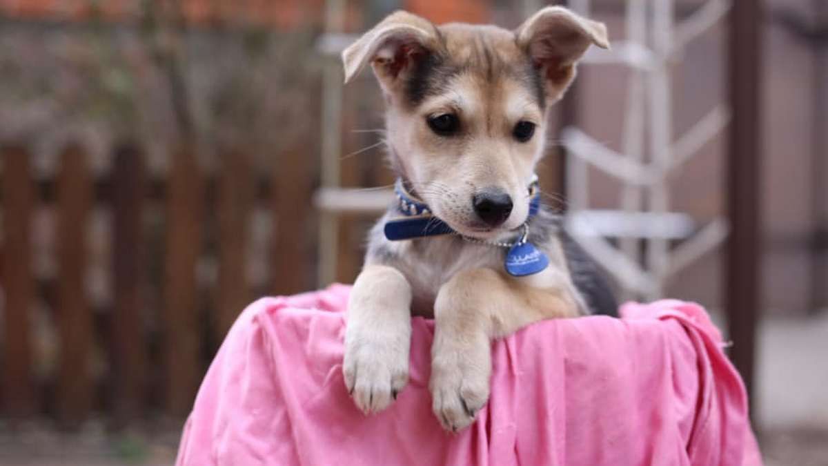 Подарите любовь: какие животные ищут дом в Киеве