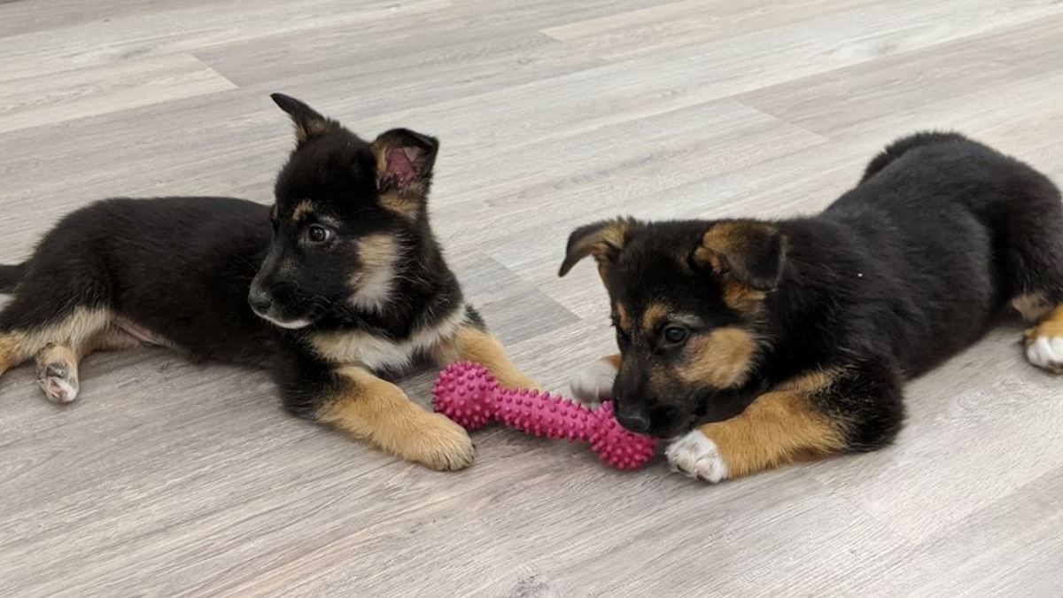 Подарите любовь: какие животные ищут дом в Киеве