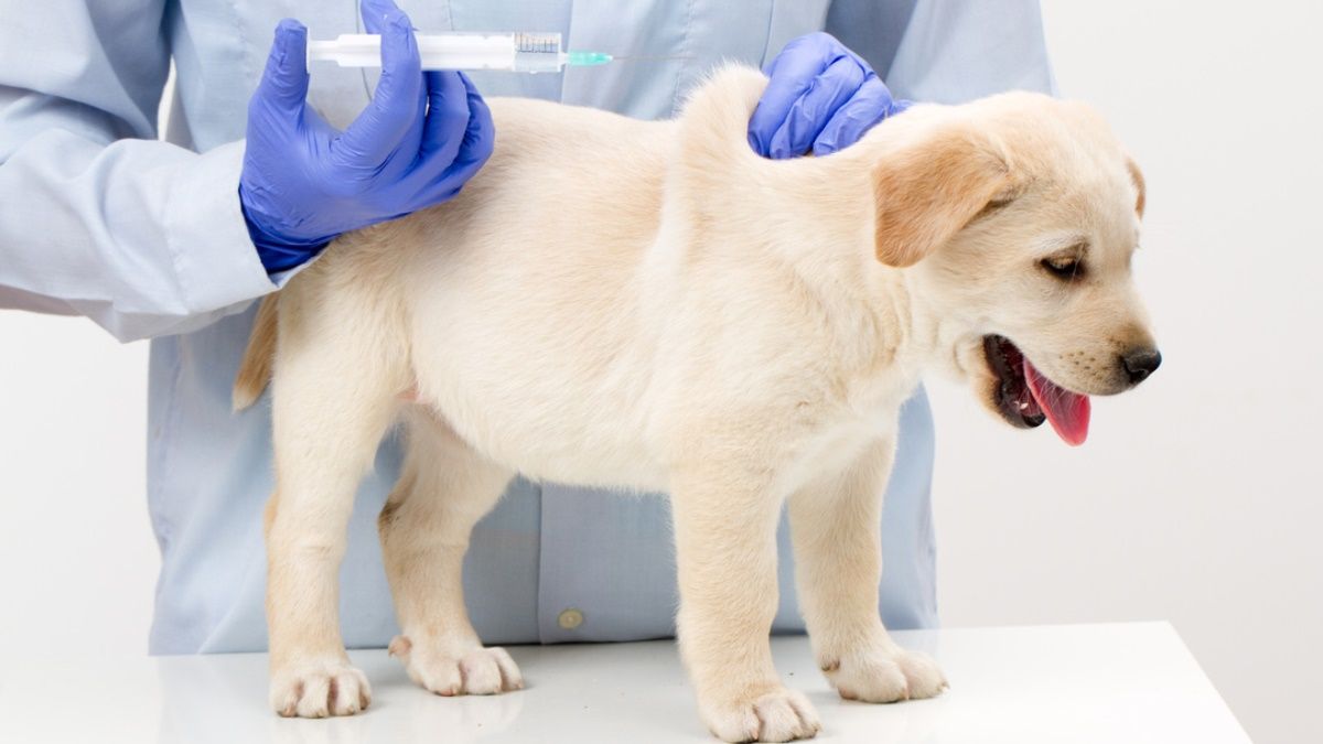 Где в Киеве бесплатно сделать прививку своему питомцу: адреса
