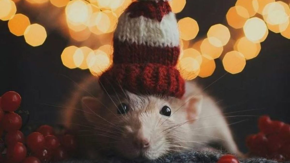 Новый год 2020 наступил: открытки и поздравления в картинках