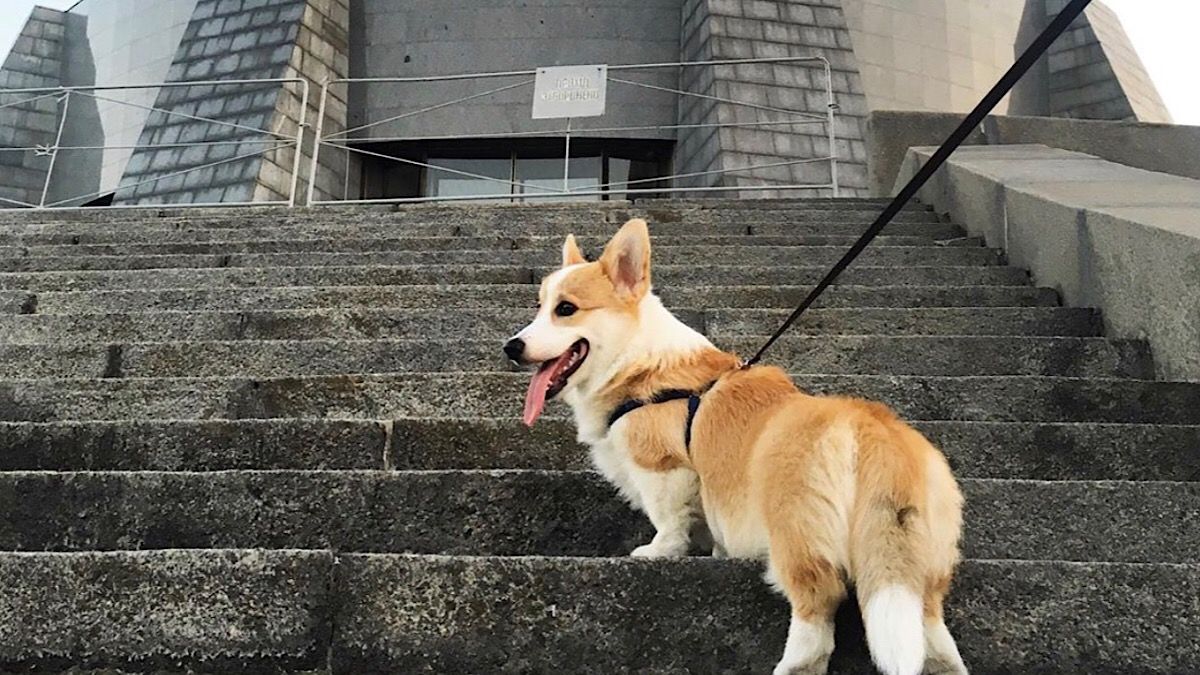 Собачку корги по кличке Ллойд признали амбассадором Киева