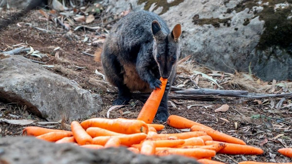 Тела погибших в Иране вернут через неделю, Австралию усыпали морковью, а модель Ксения Пунтус выпала из окна: ТОП новостей дня