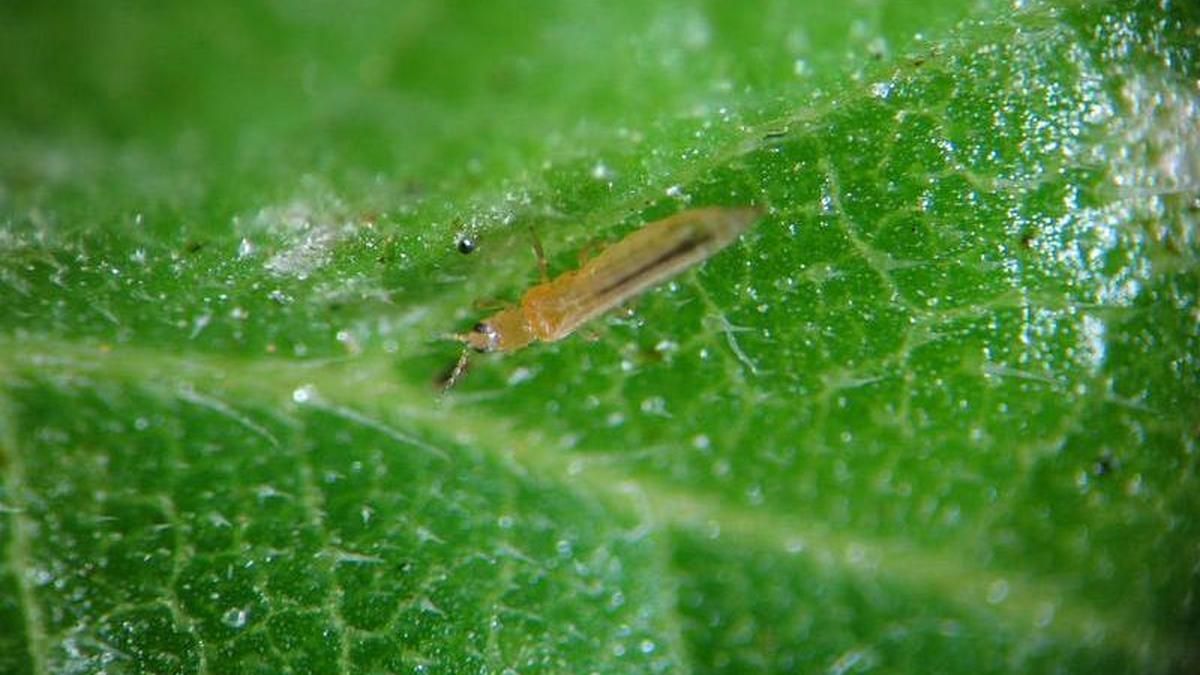 В Киев из Италии завезли зараженный салат с насекомыми