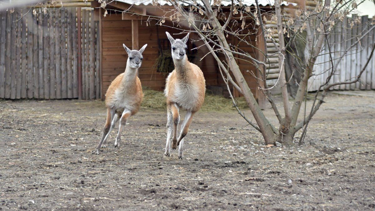 В зоопарке Киева поселились Рикардо и Рахель