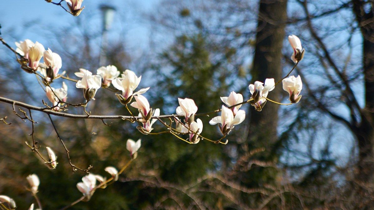 Погода на 5 апреля: в Киеве будет солнечно и тепло