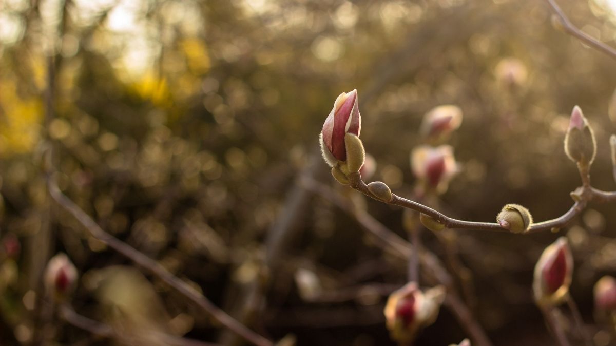 Погода на 6 апреля: Киев под утро ждут заморозки, а днем - солнце