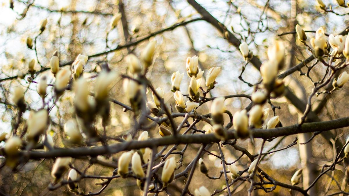 Погода на 7 апреля: в Киеве будет тепло и солнечно, поэтому оставайтесь дома