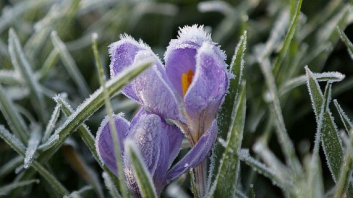 В Киеве на выходных будут заморозки до минус 5: уровень опасности желтый