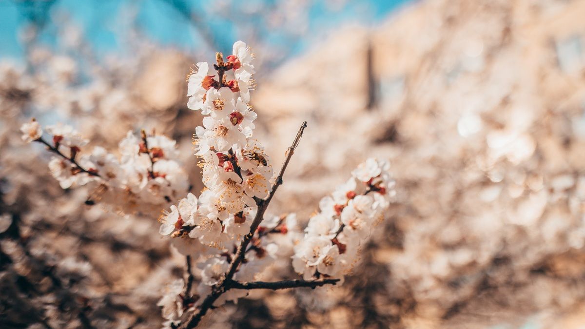 Погода на 3 апреля: в Киеве будет тепло и солнечно, но оставайтесь дома