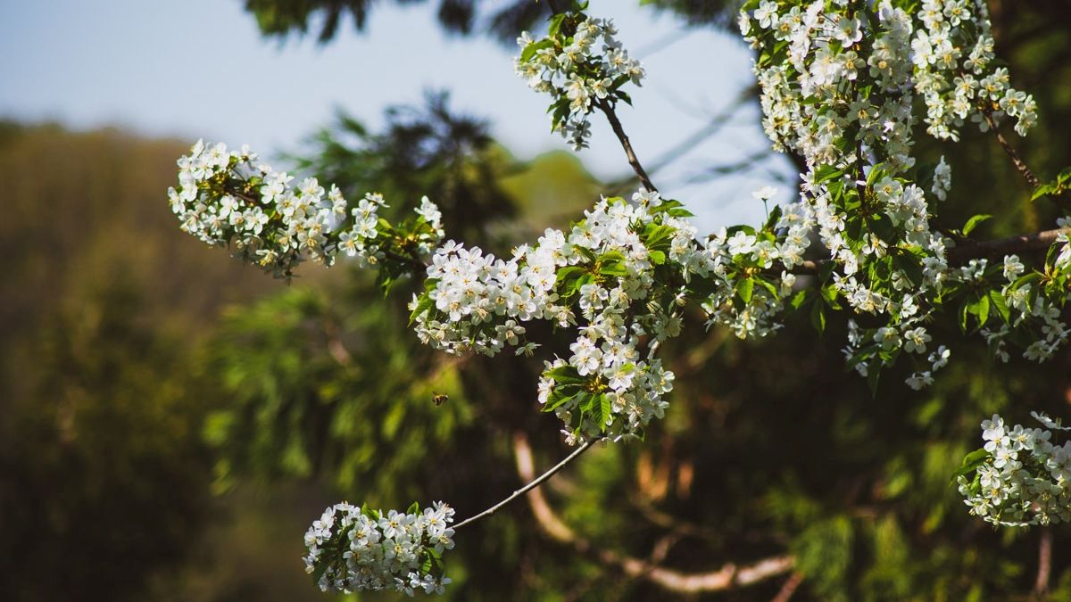 Погода на 23 апреля: в Киеве будет ясно и карантинно