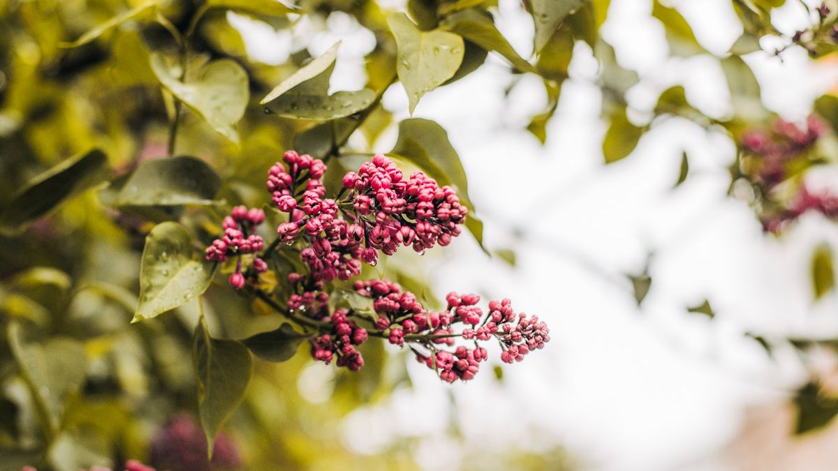 Погода на 25 апреля: в Киеве будет пасмурно и пойдет мелкий дождь