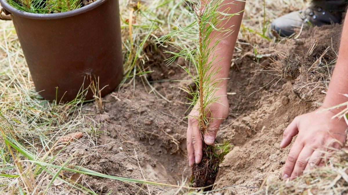В Киеве высадят 100 000 деревьев: акцию перенесли на октябрь