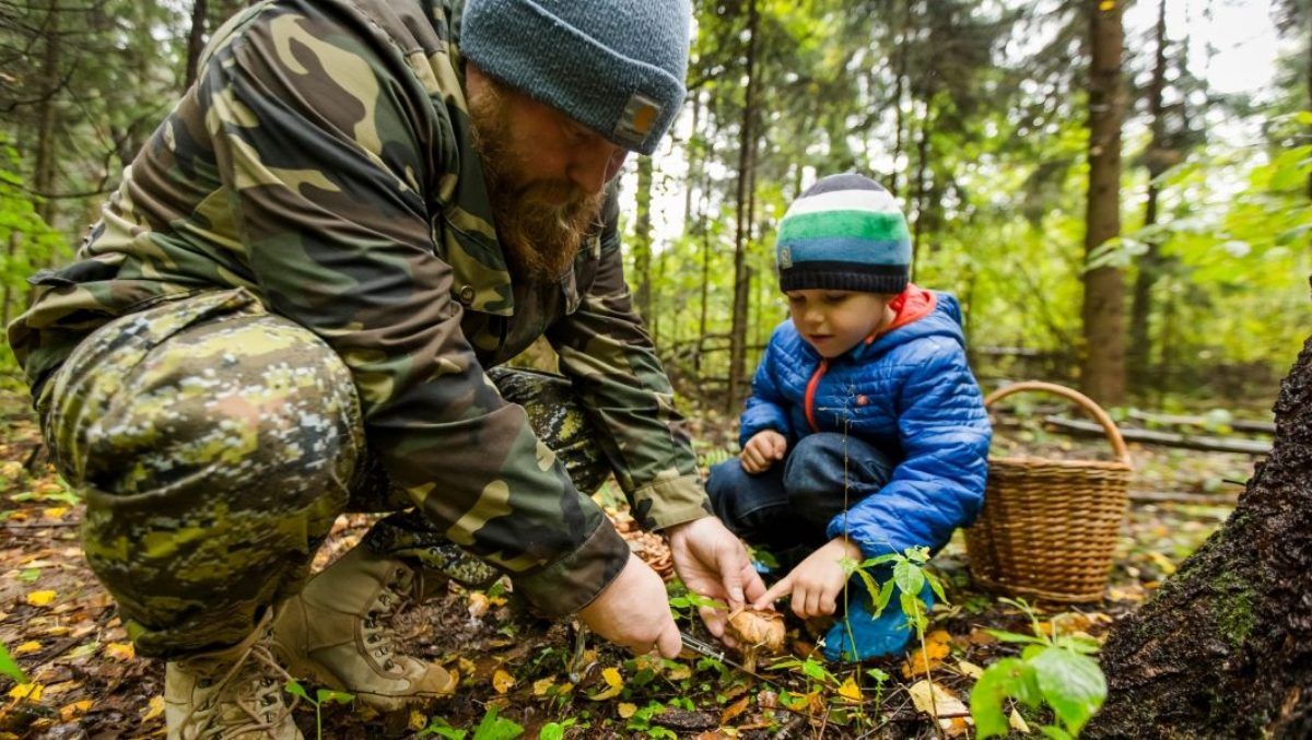 Как не отравиться грибами и что делать, если это случилось