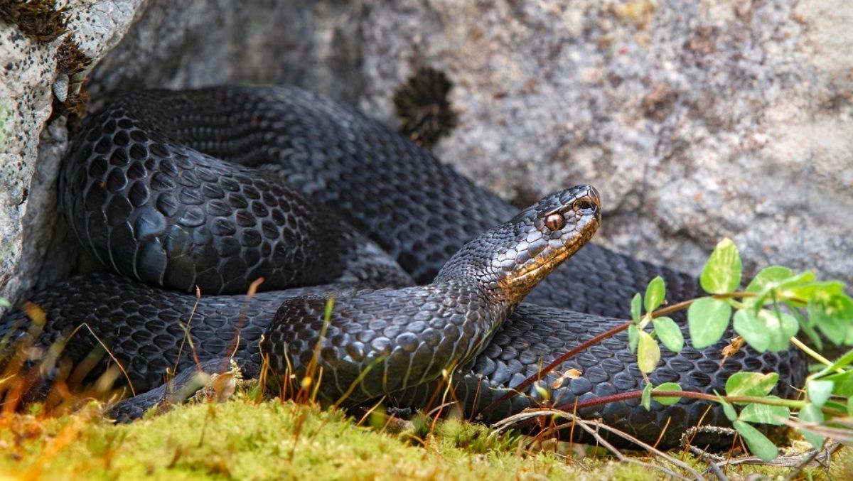 Что делать, если вас укусила змея: как оказать первую помощь