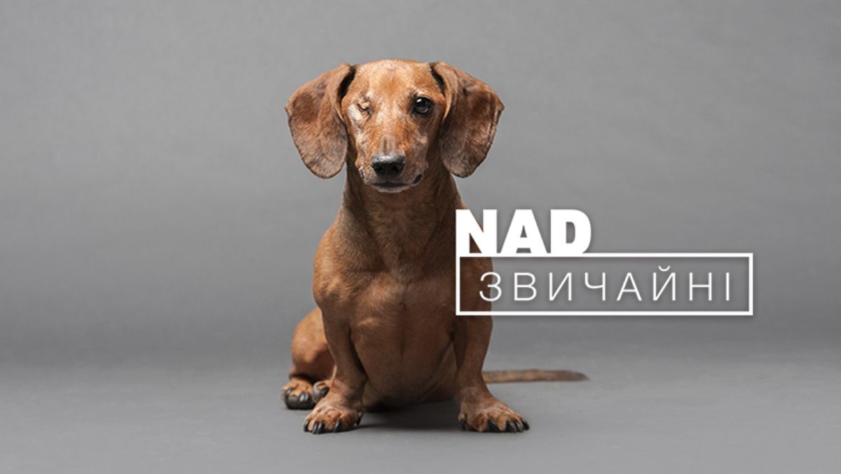 В Киеве на фасаде ТРЦ Ocean Plaza показывают покалеченных животных без глаз и лап