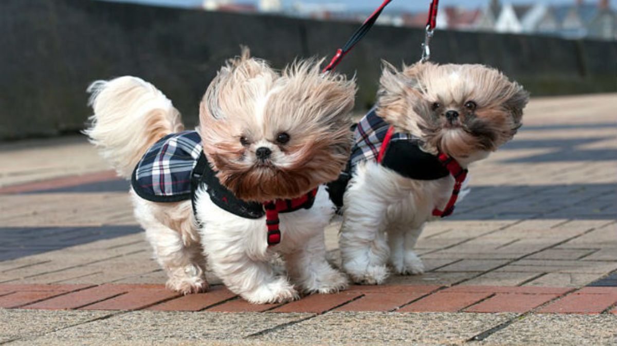 В Киеве нужно закрыть все окна и держаться подальше от рекламных щитов: в городе шторм