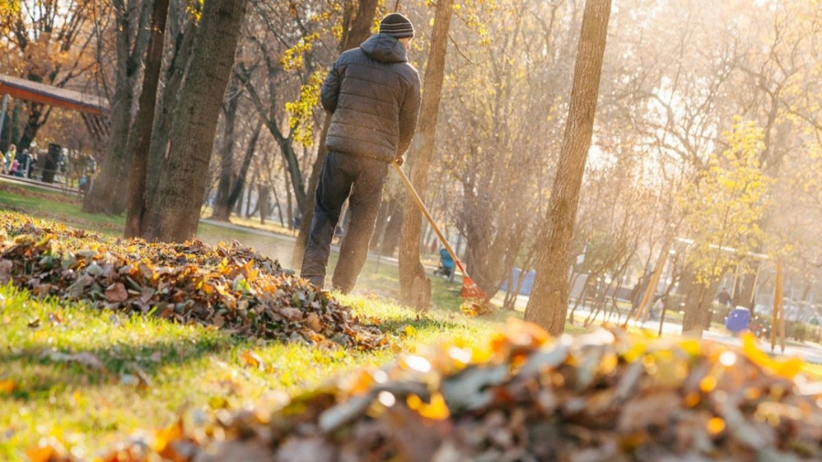Почему в Киеве нельзя жечь листья и куда звонить, если увидели нарушение