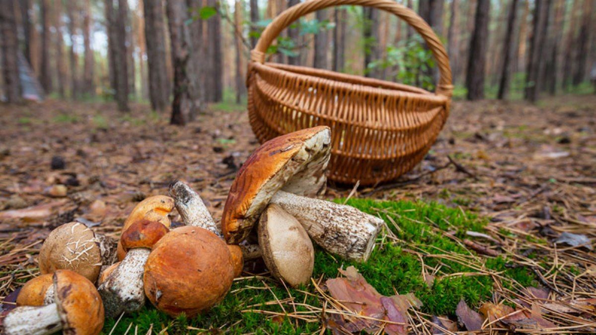 Что нужно знать, чтобы не отравиться грибами, и первая помощь, если это произошло