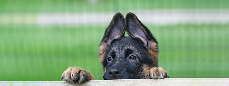 Деньги пахнут: в Киеве собака определила на нюх, где живет вор