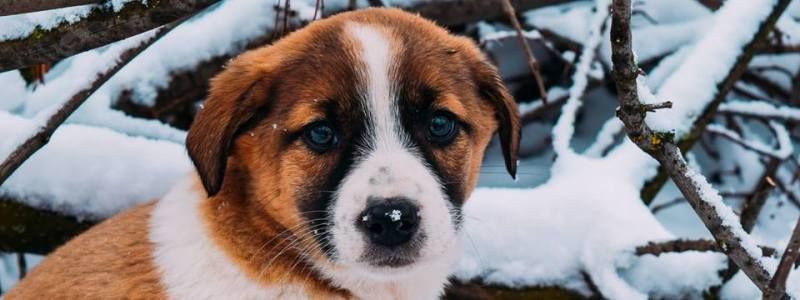 Подарите семью и любовь: какие животные ищут дом в Киеве