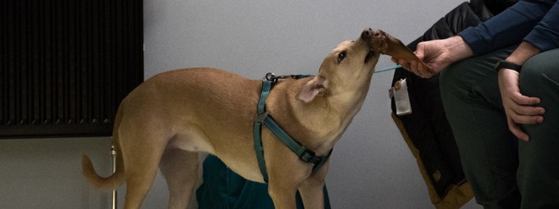 Жителям Киева рассказали, как пить пиво и путешествовать с собакой за границу