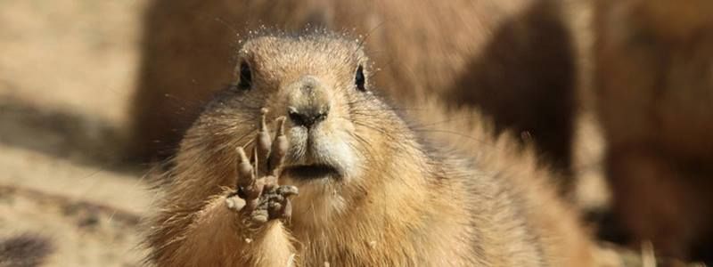 2 февраля: какой сегодня праздник