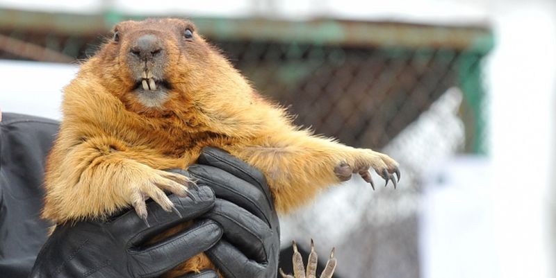 День сурка 2018: когда придет весна в Украину