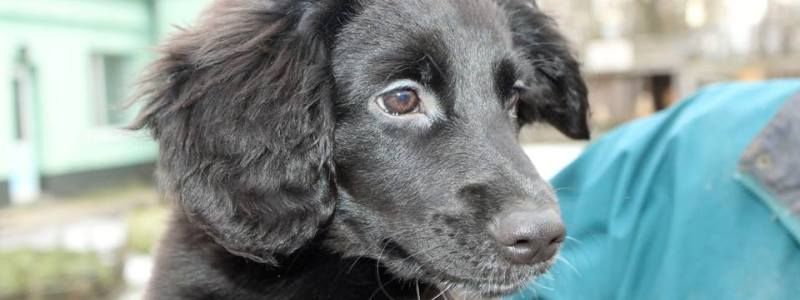 Подарите любовь и тепло: какие животные ищут дом в Киеве