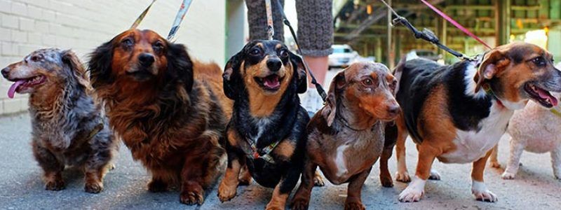 Где в Киеве правильно выгулять домашнего питомца: адреса