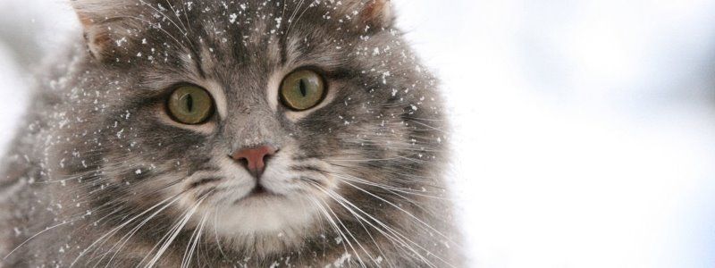 На Броварском проспекте достали из коллектора кота, которого сбил автомобиль