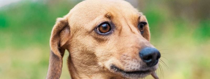 Подарите семью и любовь: какие животные ищут дом в Киеве